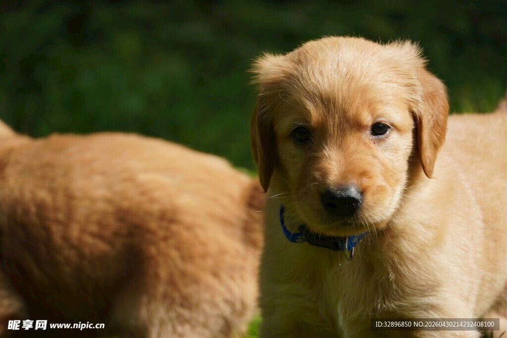 可爱小金毛幼犬的瞬间