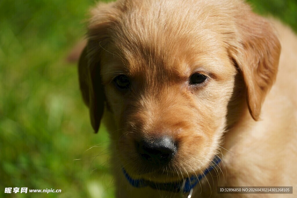 可爱金毛幼犬