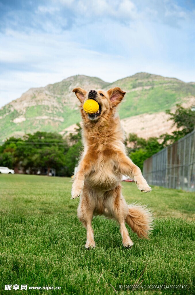 金毛犬草地玩耍吐舌卖萌
