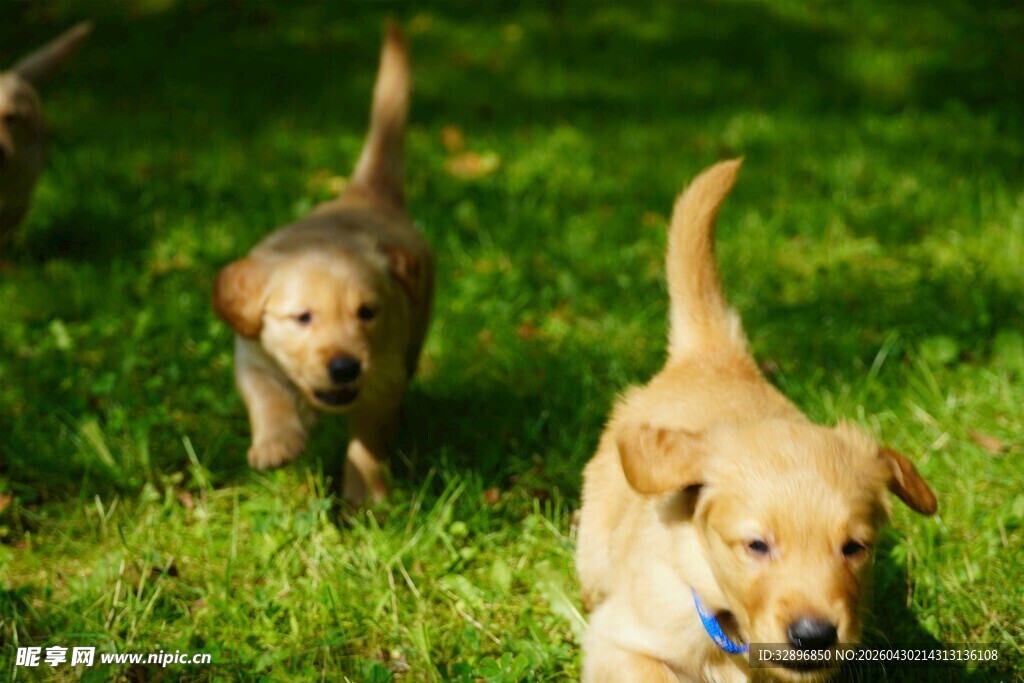 草地上奔跑的可爱幼犬