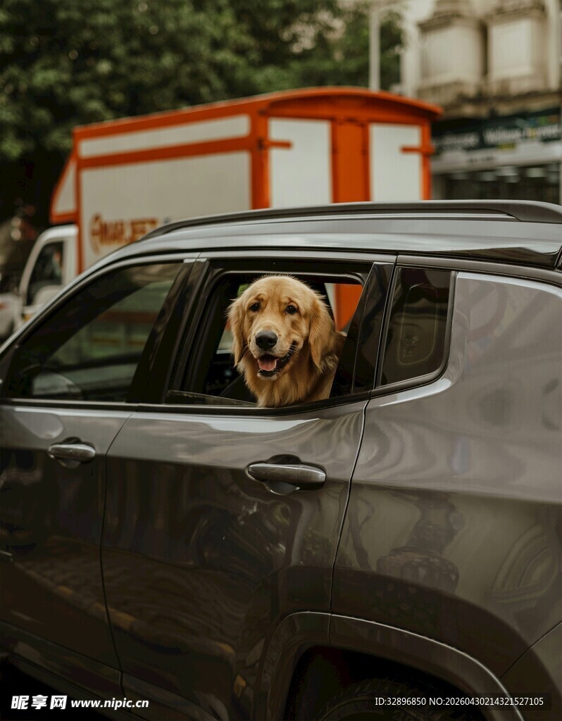 狗狗探头出车窗的可爱瞬间