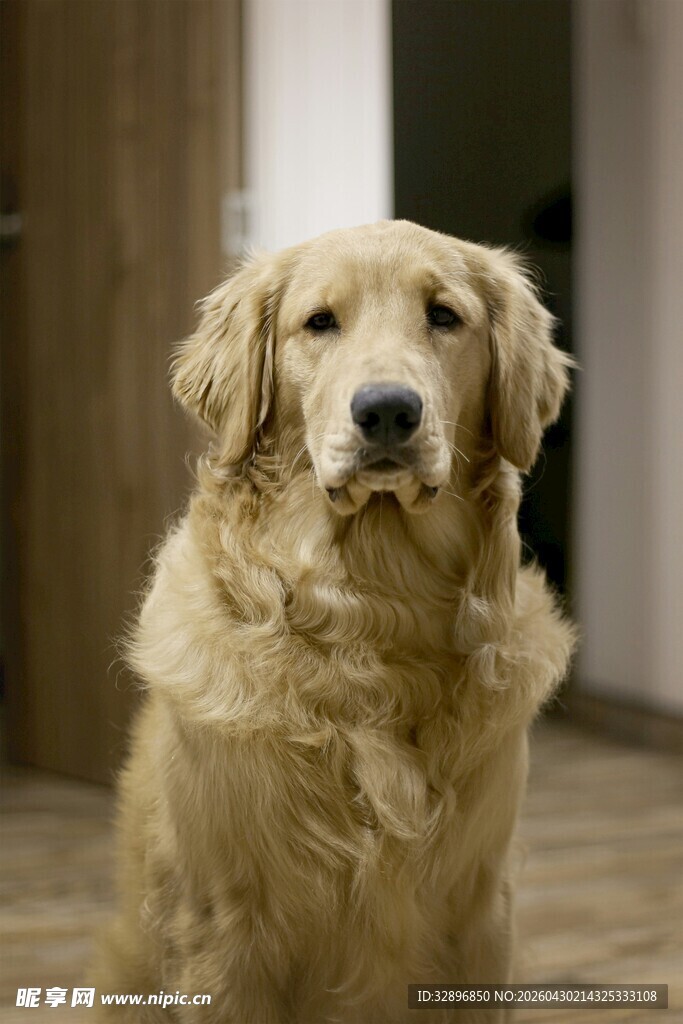 温顺金毛犬端坐室内