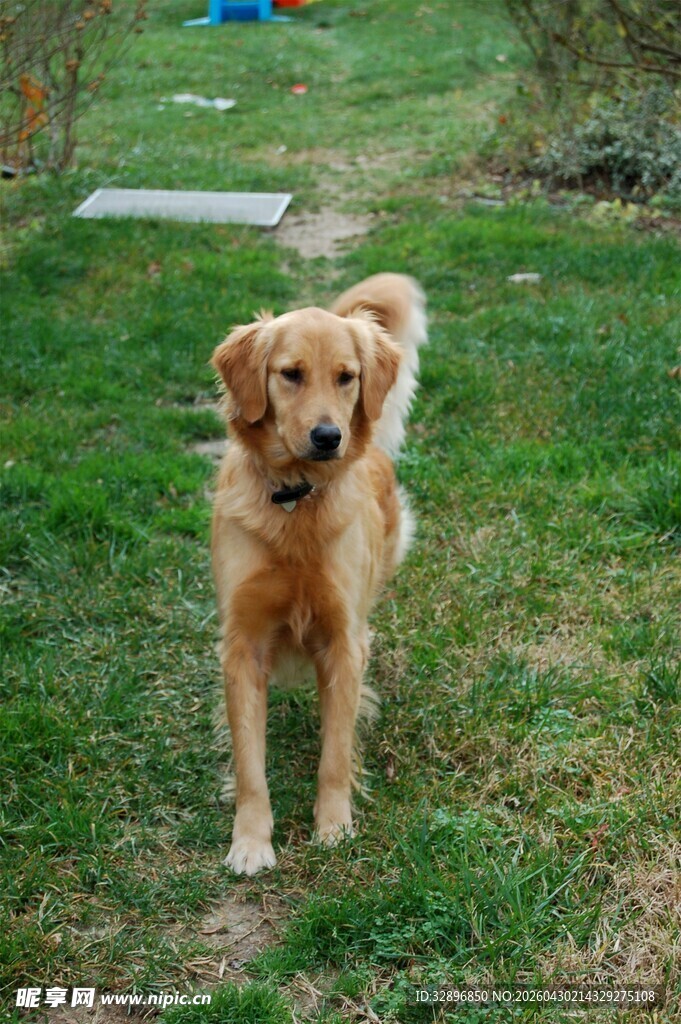 草地上的可爱金毛犬