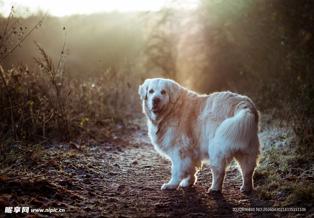 阳光下的可爱金毛犬