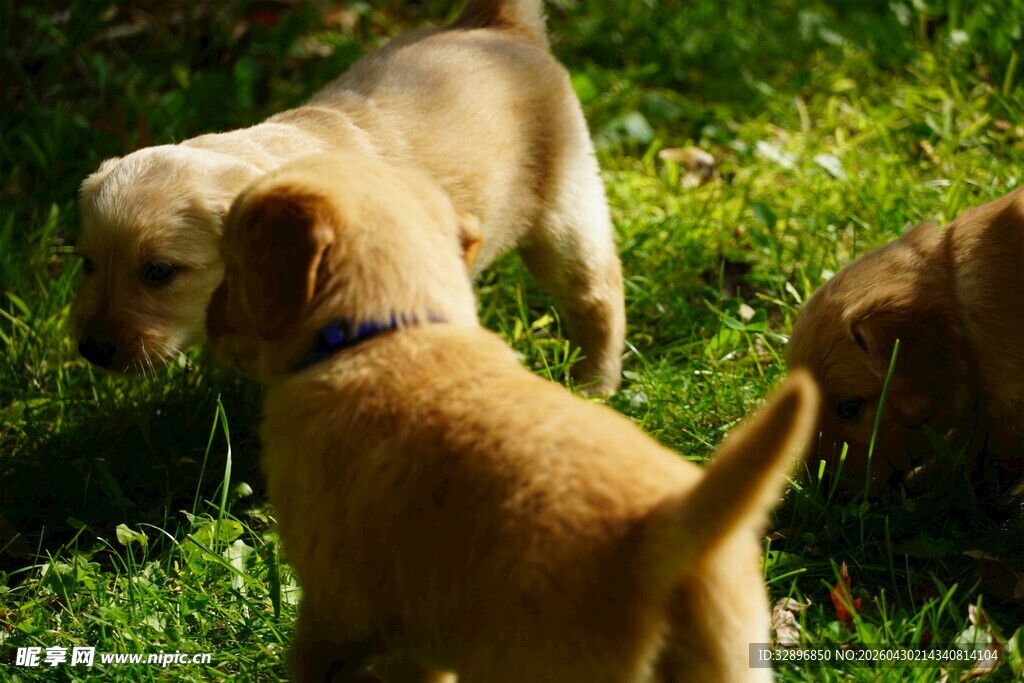 草地上玩耍的几只幼犬