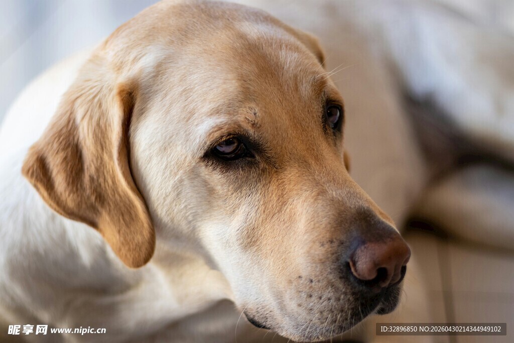 温顺拉布拉多犬的安静瞬间