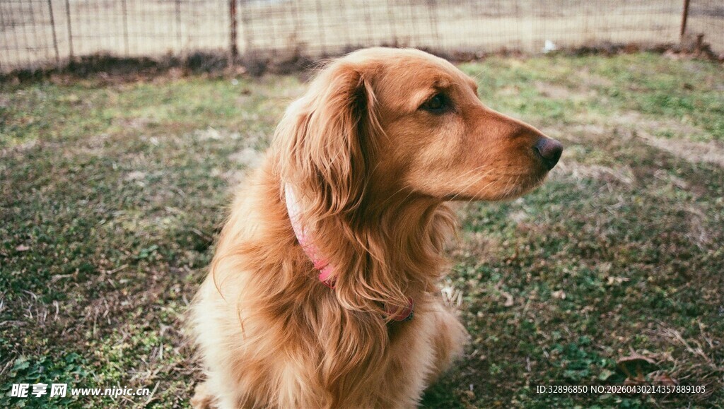 金毛犬于户外侧头凝望
