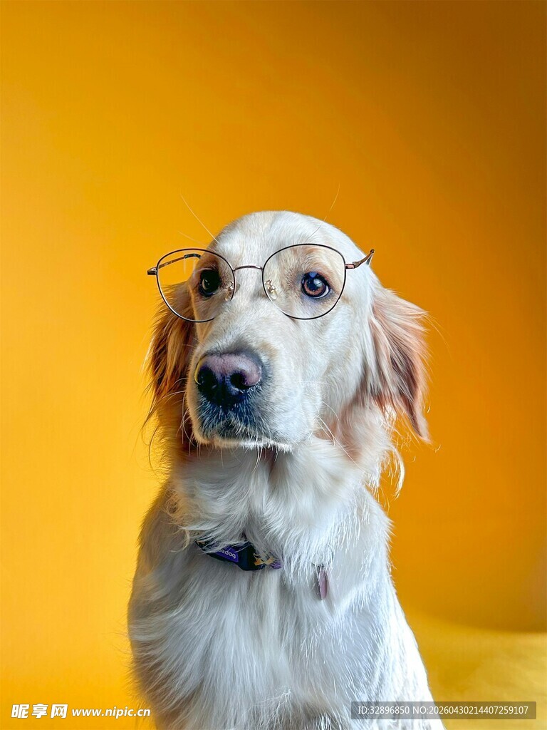 戴眼镜的可爱金毛犬