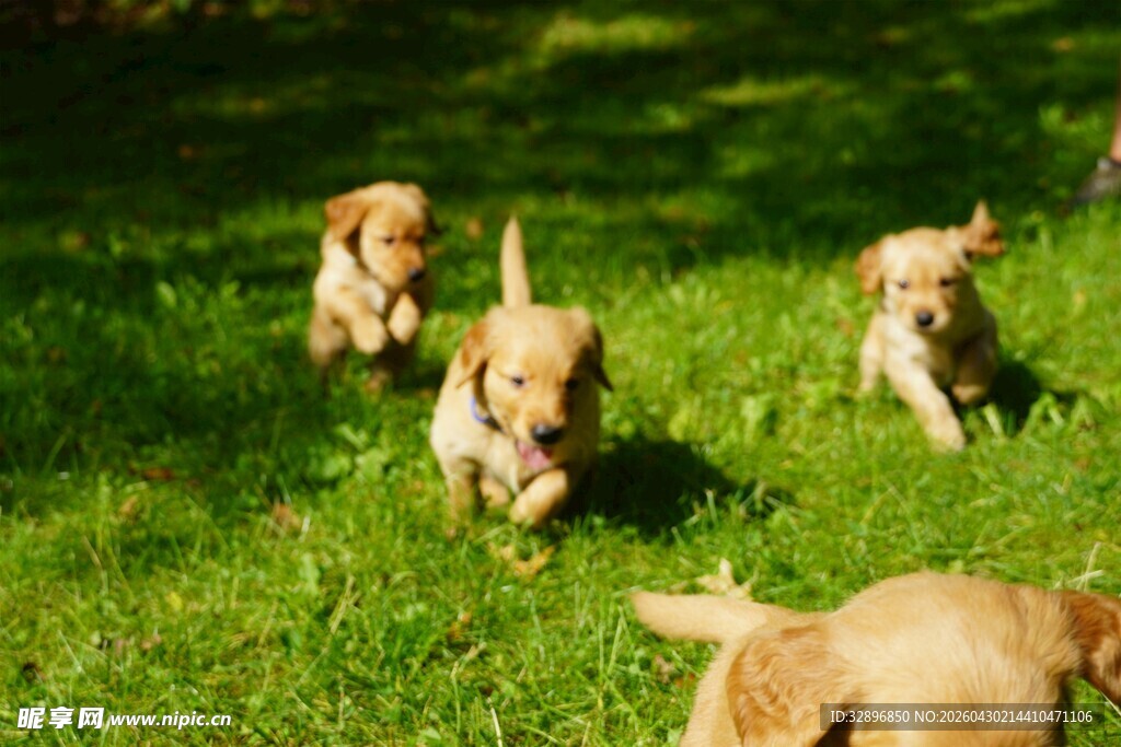 草地上奔跑的可爱幼犬