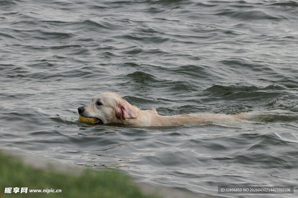 金毛犬水中畅游