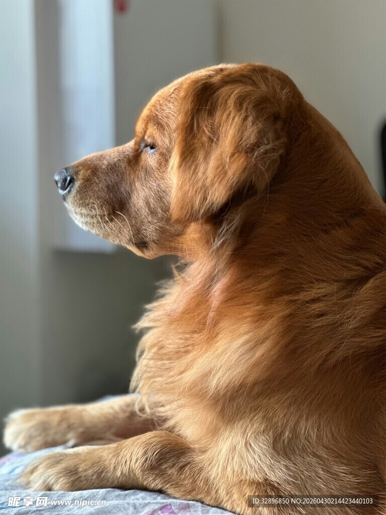 窗边的金毛犬