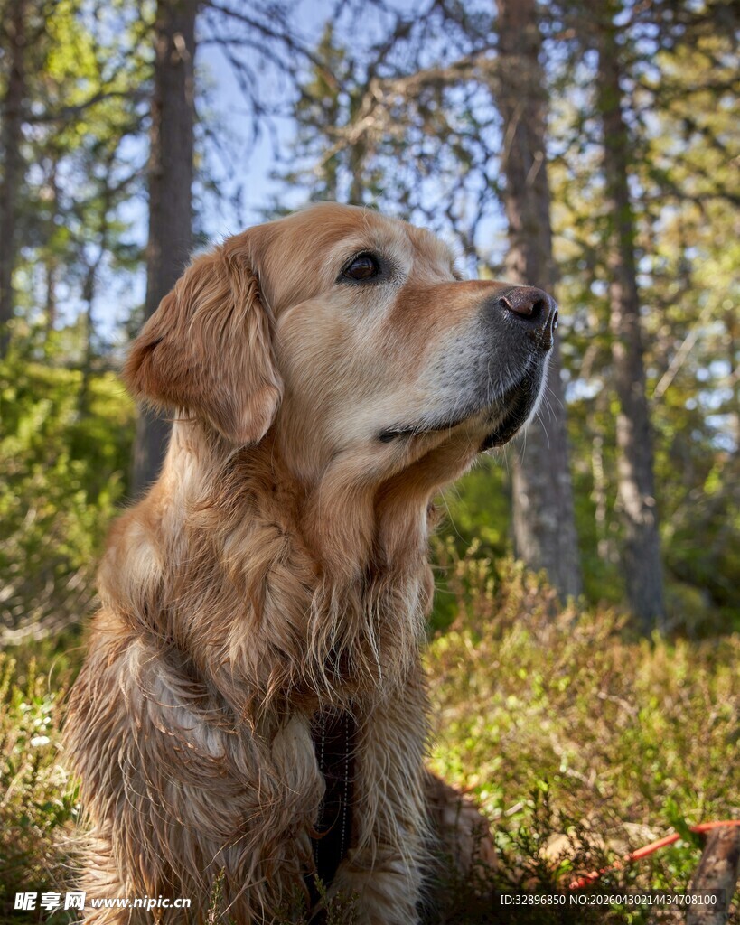 林间的金毛犬