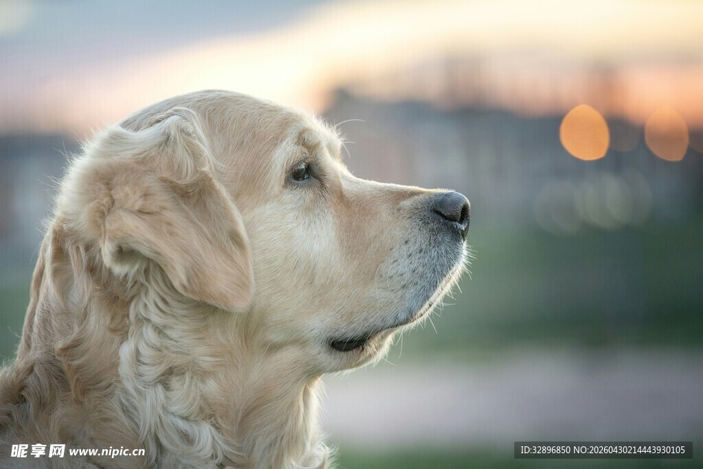 金毛犬侧头凝望的瞬间