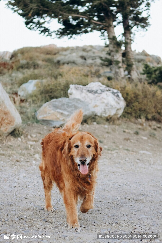 漫步的金毛犬