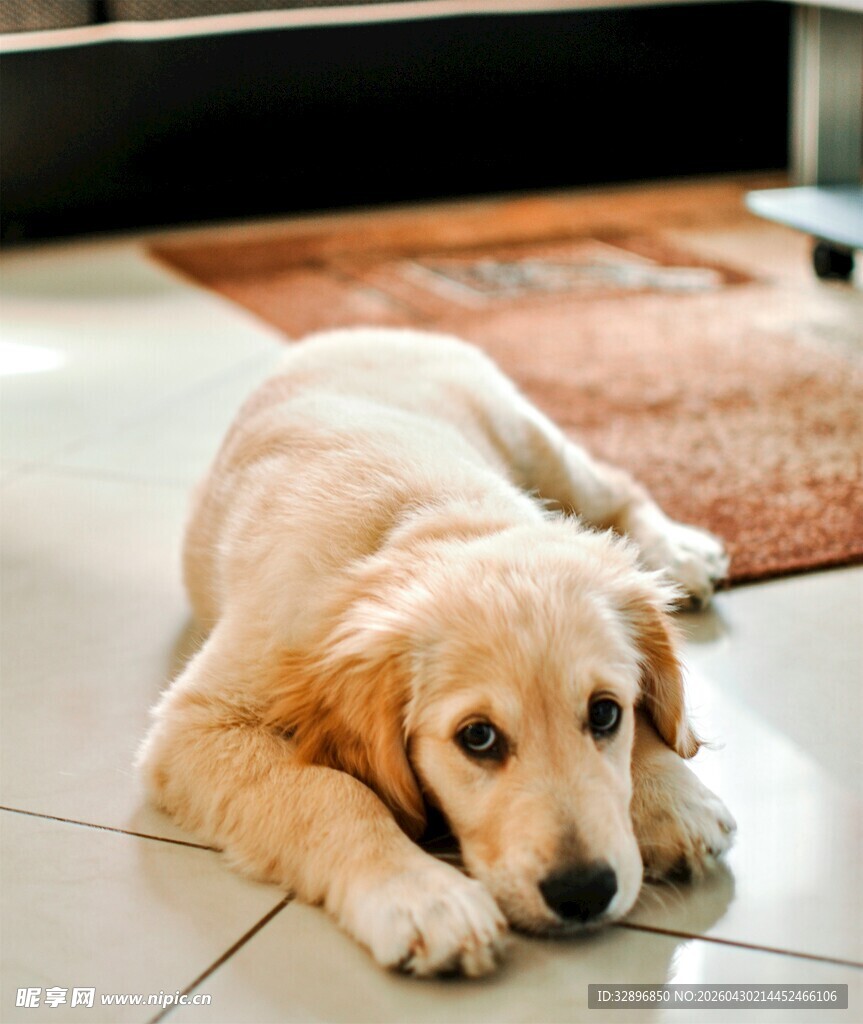 趴着的可爱金毛幼犬