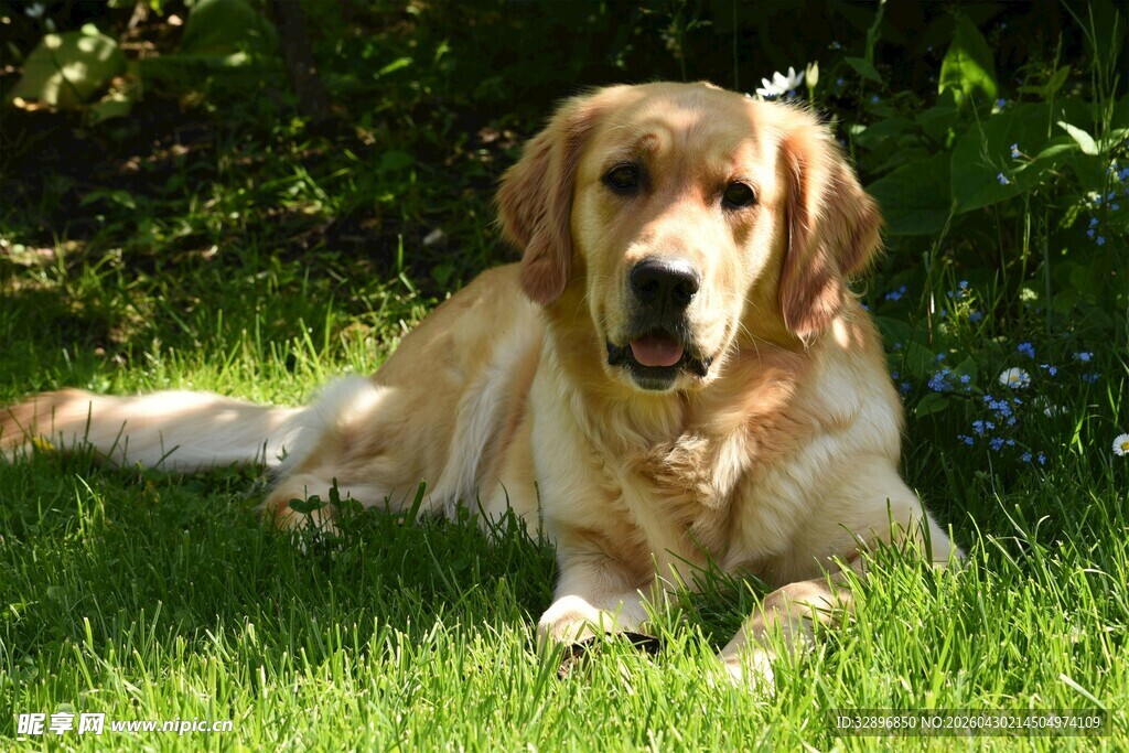 草地上的金毛犬