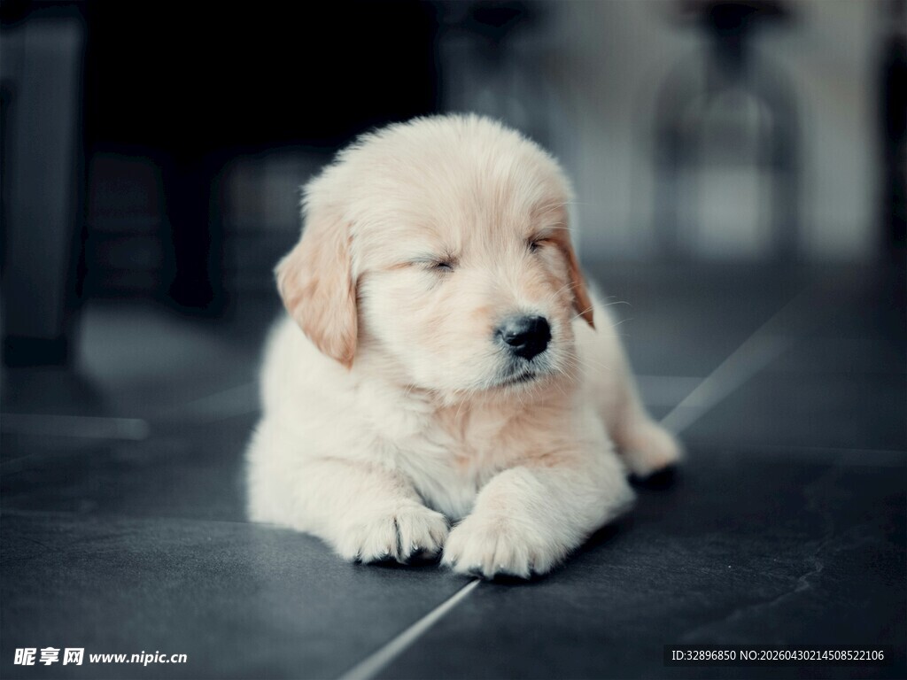 趴着的可爱小金毛犬