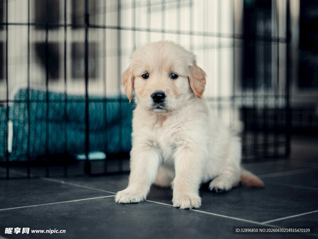 可爱金毛幼犬坐于室内