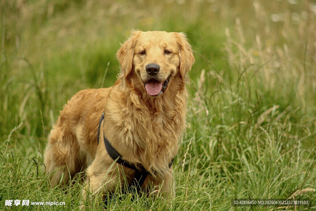草地上的金毛犬