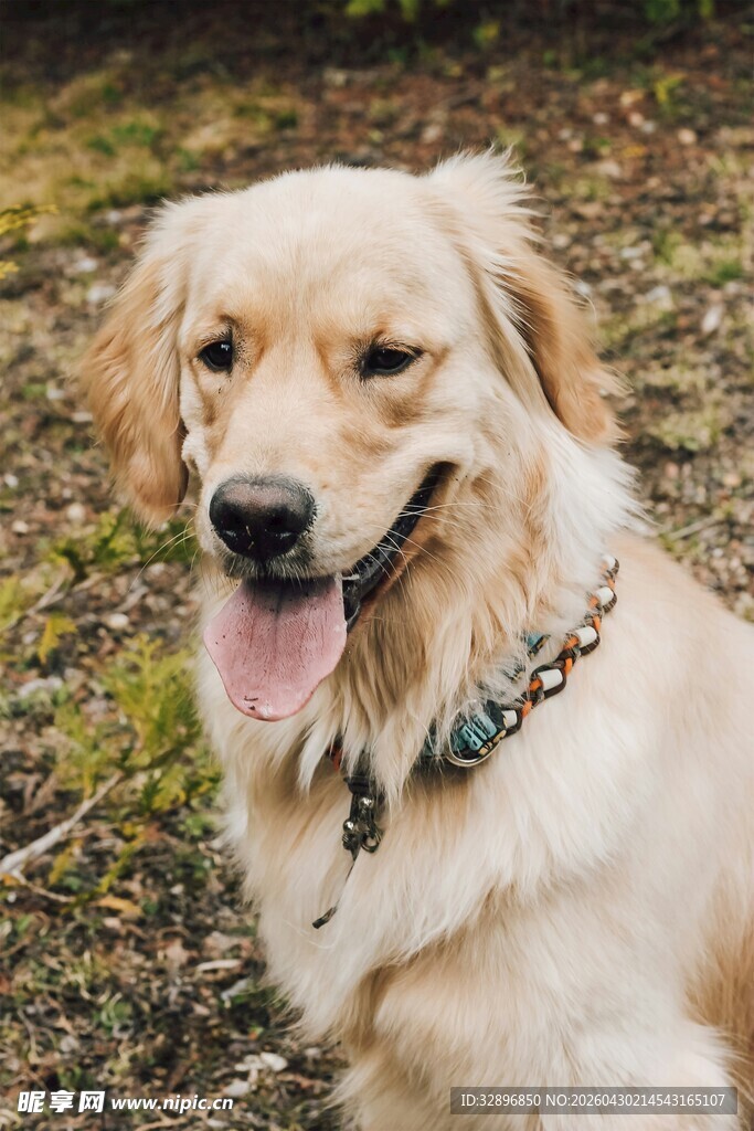 微笑的金毛犬
