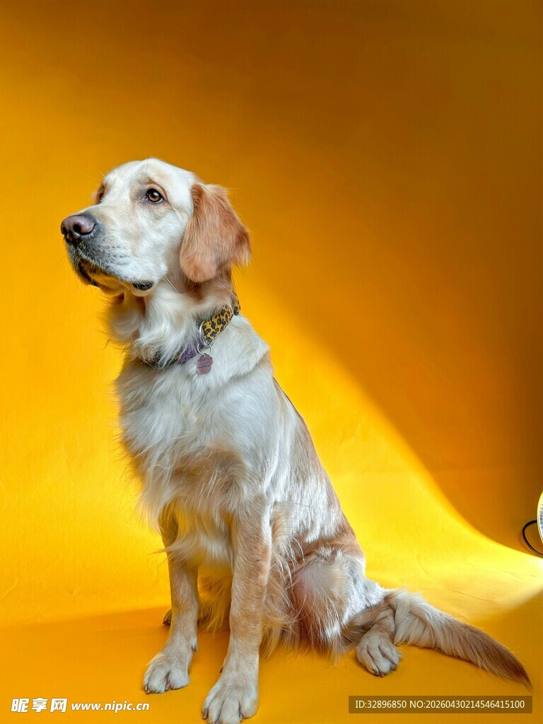 黄色背景下的可爱金毛犬