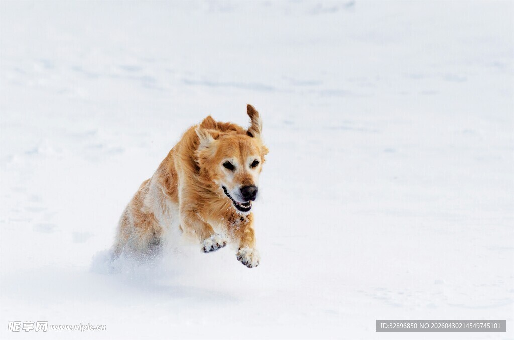 雪地中奔跑的可爱柴犬