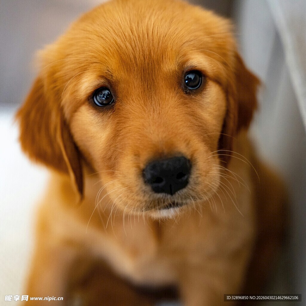 可爱小金毛幼犬特写
