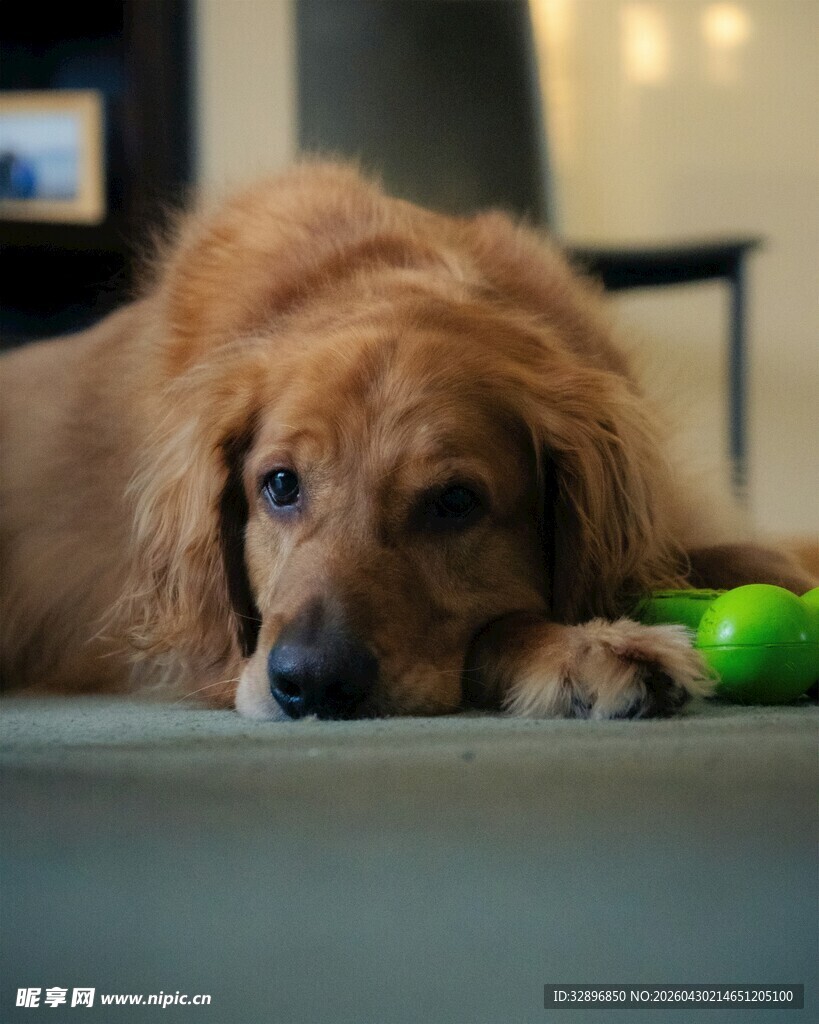 趴着的金毛犬与玩具