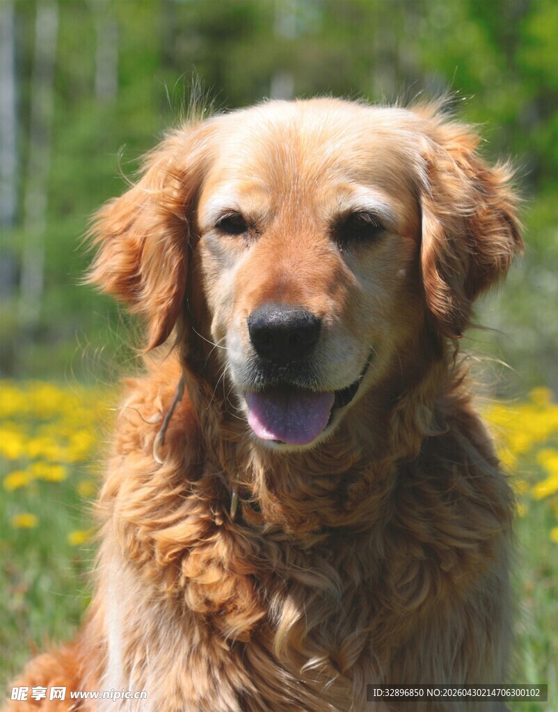 阳光下的可爱金毛犬