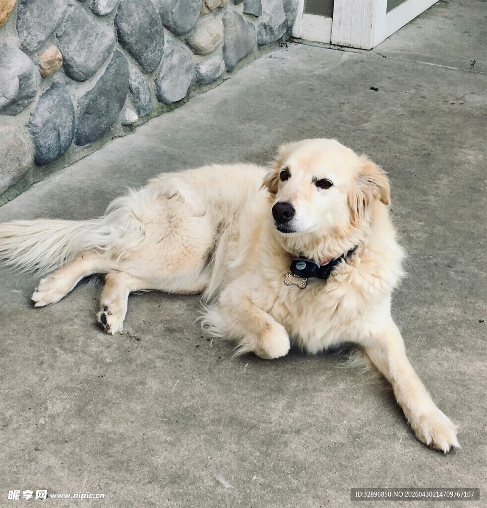 趴着的金毛犬