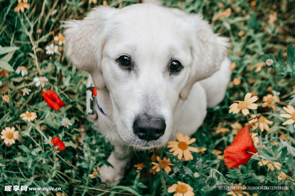 草地上的白色萌犬