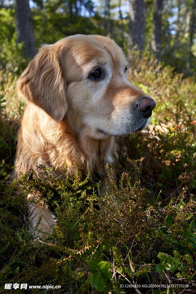 林间休憩的金毛犬
