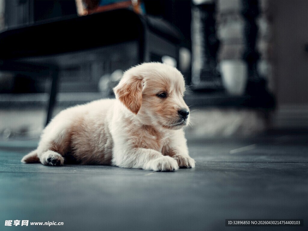 趴着的可爱小金毛犬