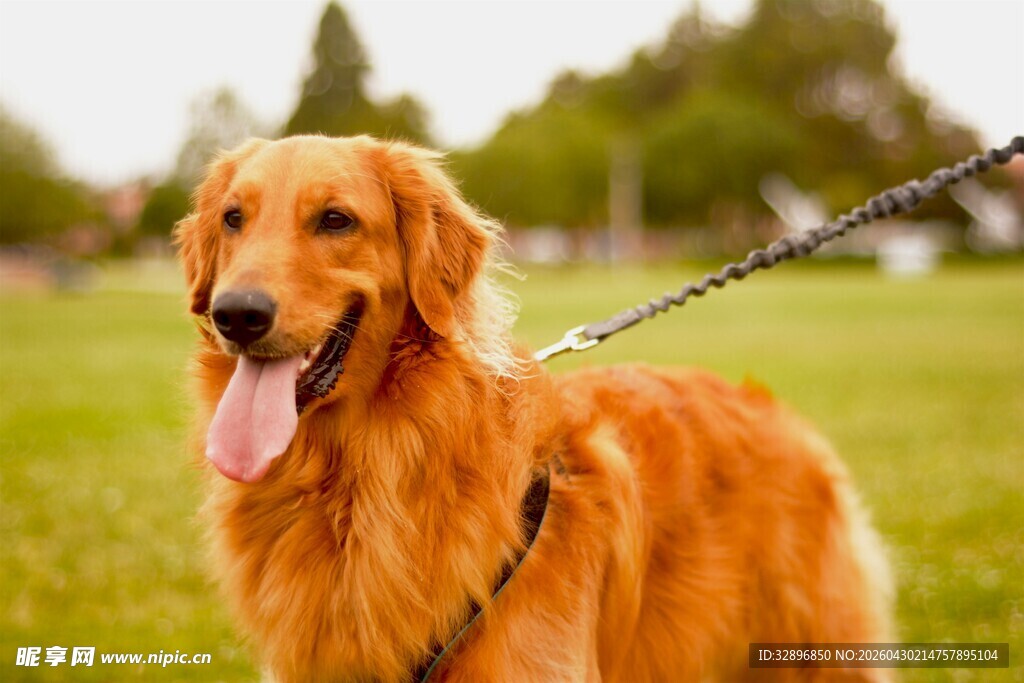 阳光下的快乐金毛犬