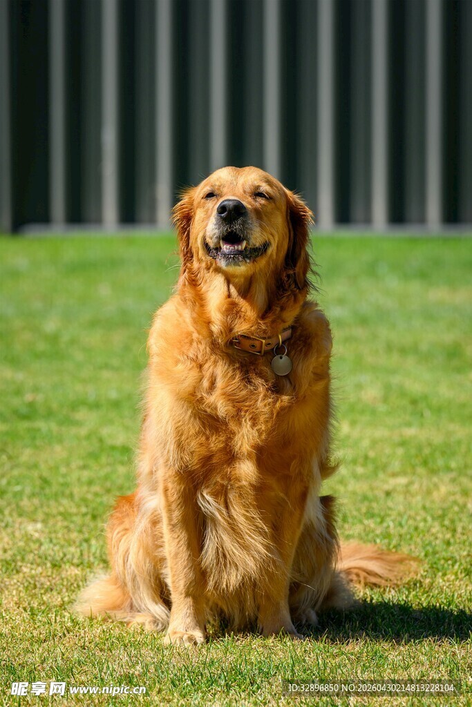 阳光下端坐的金毛犬