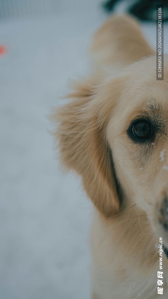 可爱金毛犬近景
