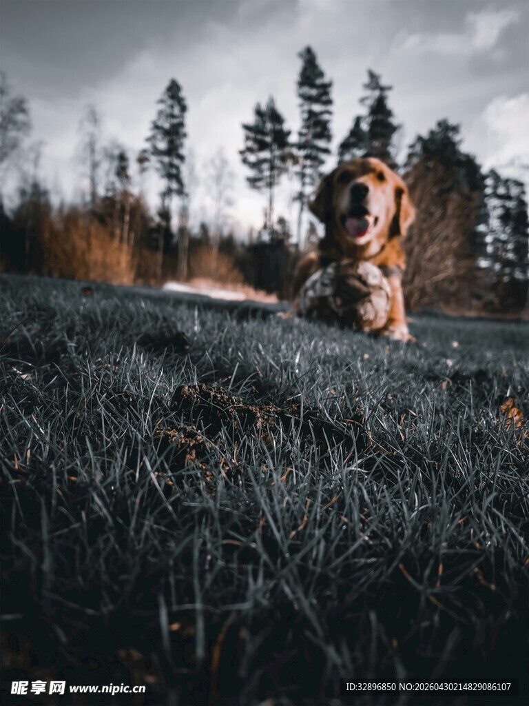 草地上悠闲的金毛犬