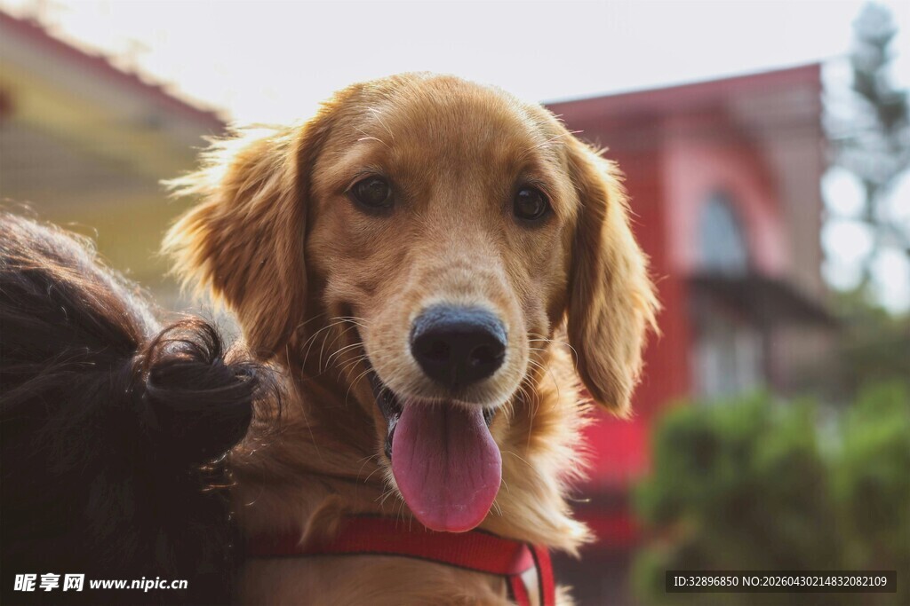 可爱金毛犬吐舌露笑容