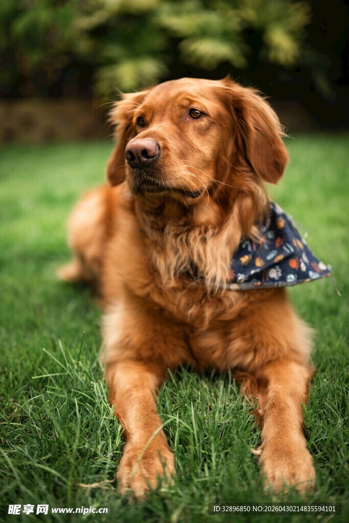 草地上的可爱金毛犬