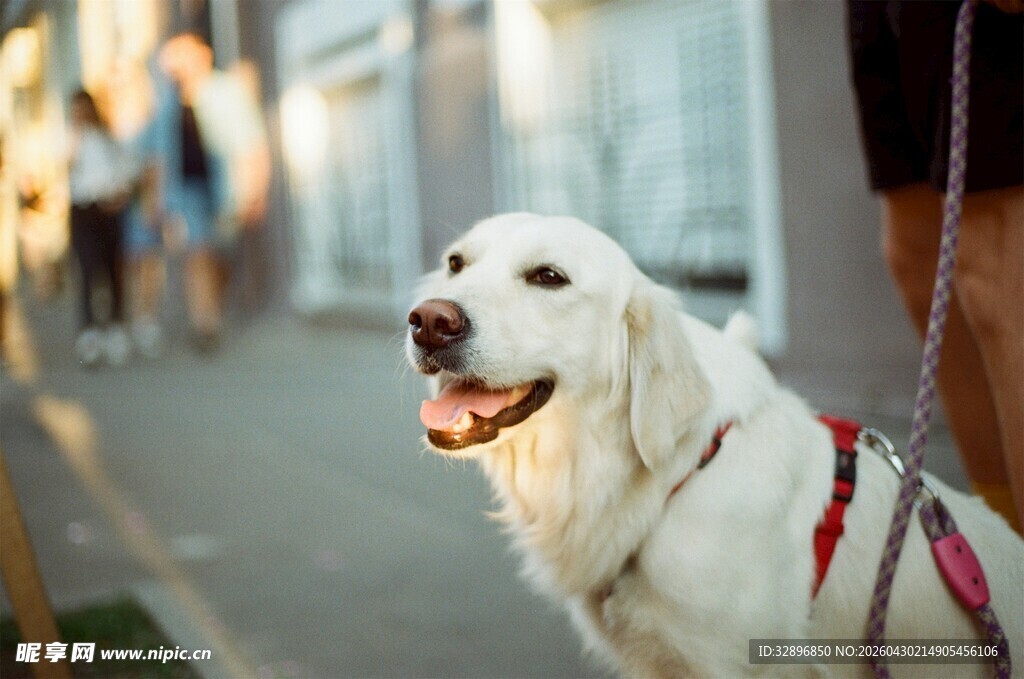 街头可爱金毛犬