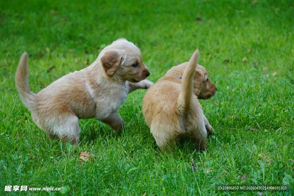 草地上玩耍的两只可爱幼犬