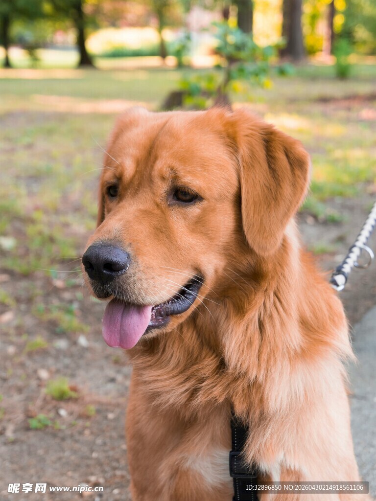 户外可爱金毛犬