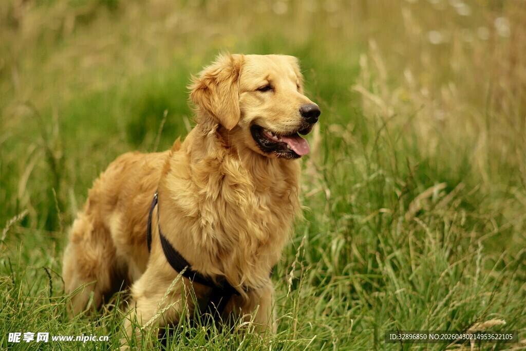 草地上的金毛犬