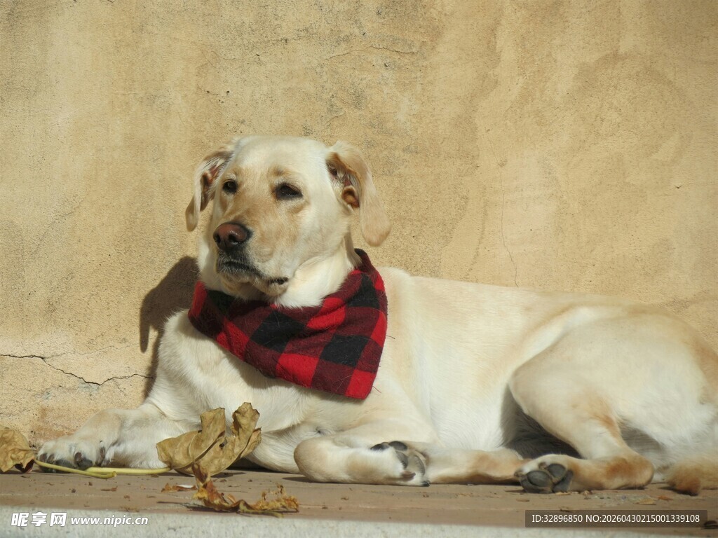 趴着的戴围巾拉布拉多犬