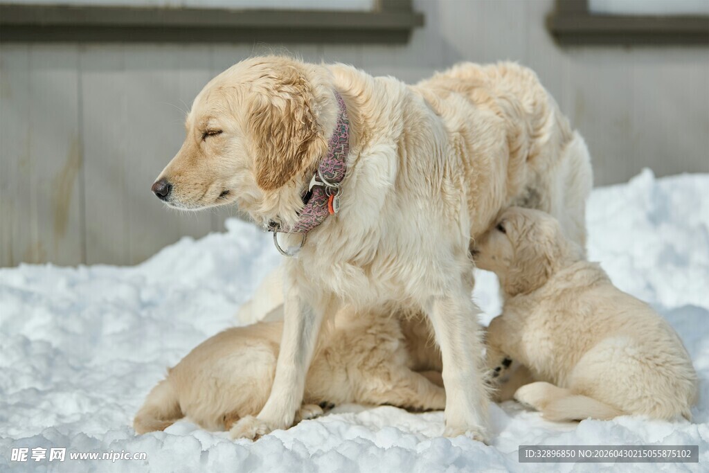 雪地上的金毛犬母子