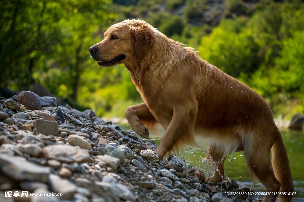 金毛犬在山间岩石上站立