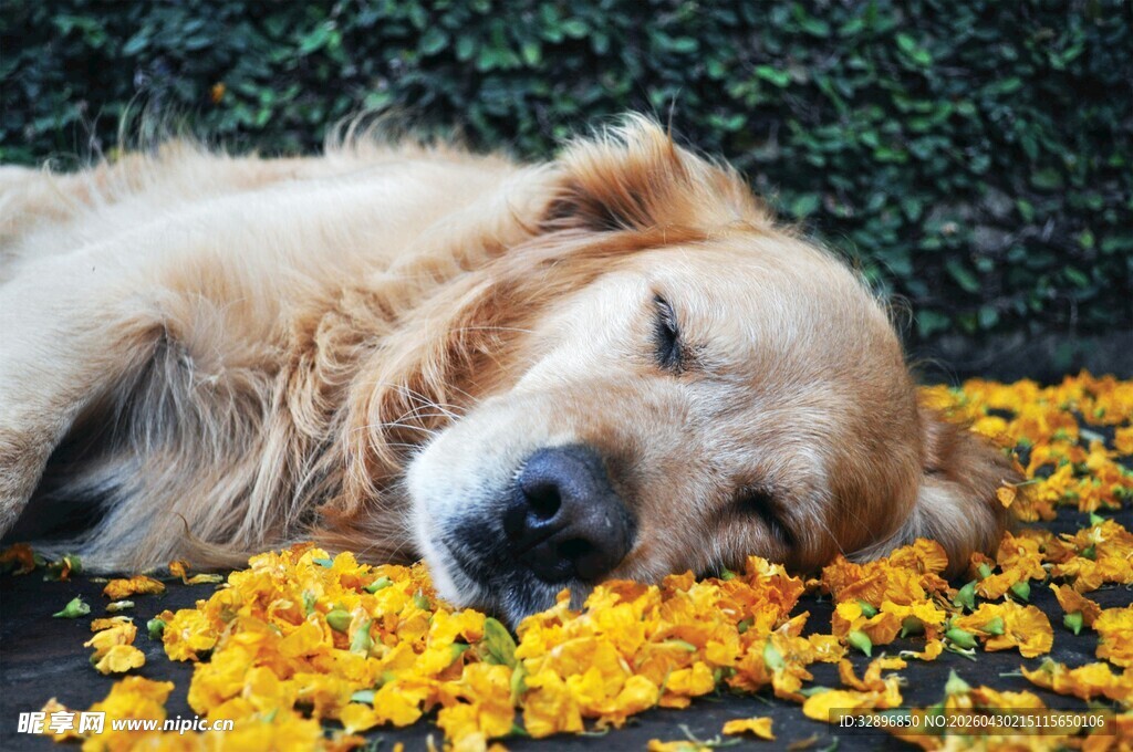 金毛犬沉醉于花海中