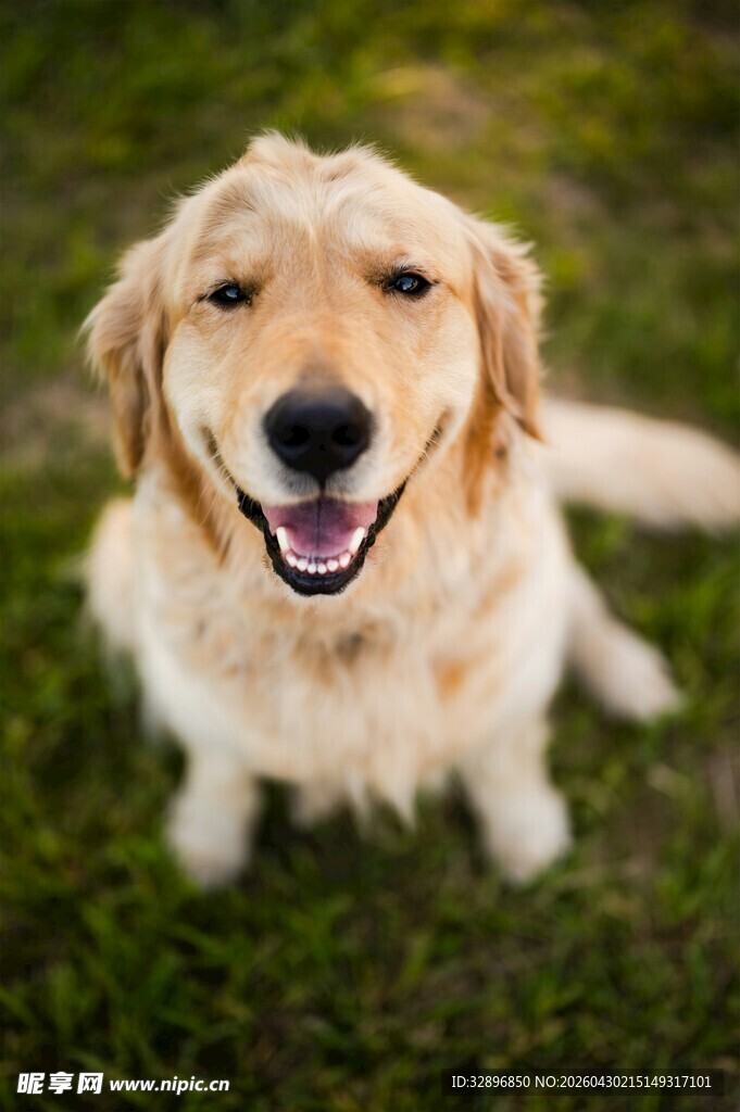 可爱金毛犬坐在绿草地上