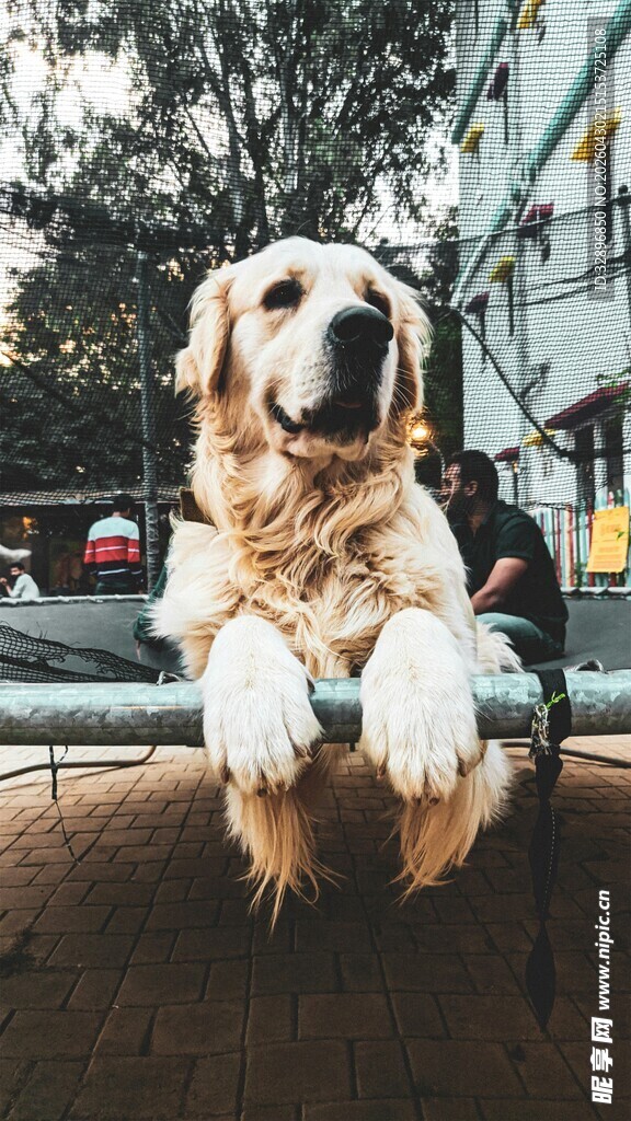 金毛犬趴在栏杆上张望