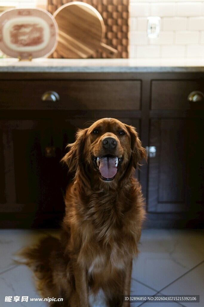 可爱金毛犬坐在室内